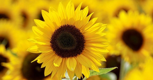 Sonnenblumen Eine große Sonnenblume im Vordergrund. Viele andere verschwommen im Hintergrund. Das Bild wirkt strahlend, durch das strahlende gelb und das kräftige dunkelbraun