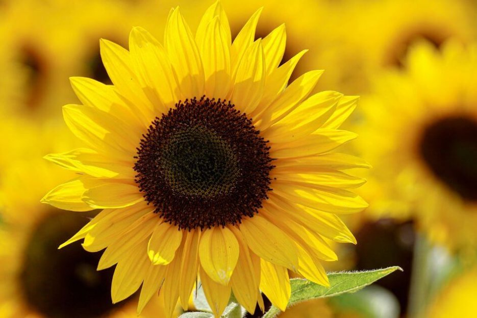 Eine große Sonnenblume im Vordergrund. Viele andere verschwommen im Hintergrund. Das Bild wirkt strahlend, durch das strahlende gelb und das kräftige dunkelbraun