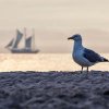 Dieses Foto zeigt eine Möwe am Strand. Im Hintergrund ist ein großes Segelschiff zu sehen.