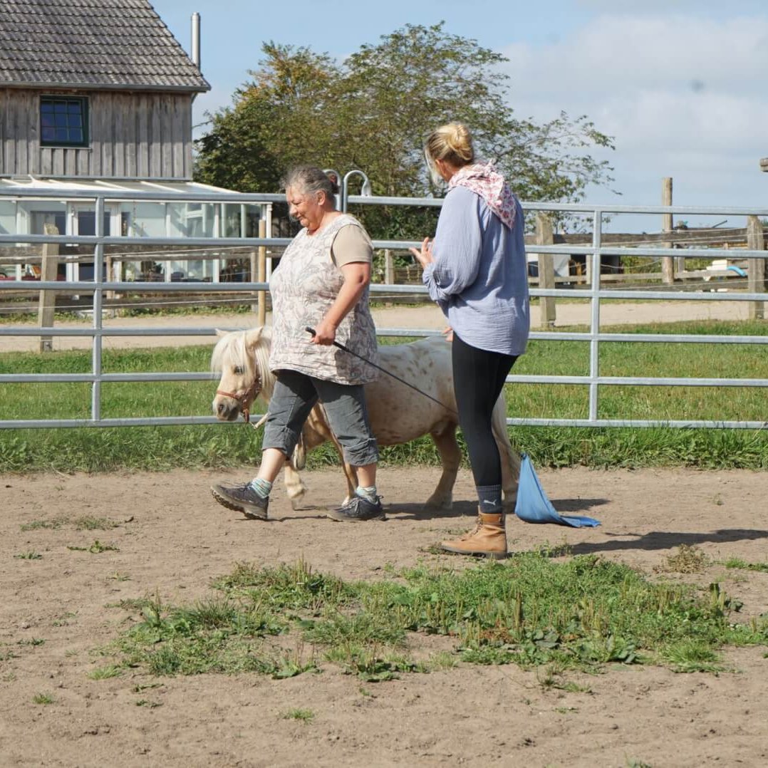 Hier machen ein Pony und seine Führerin gemeinsame Schritte. Es ist ein Minishetty.