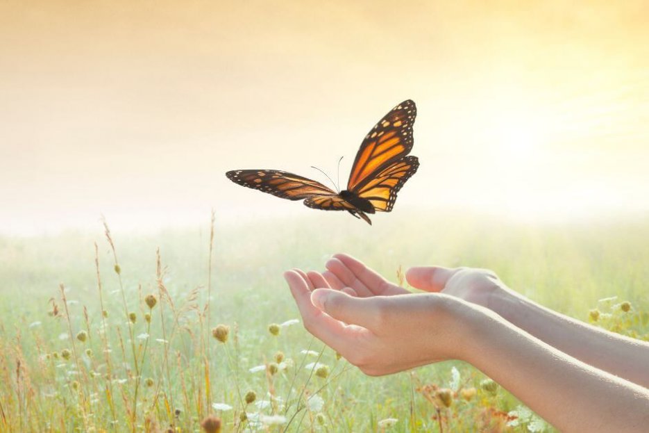 Auf diesem Foto ist ein Schmetterling abgebildet, der aus zwei Händen herausfliegt. Der Hintergrund ist im oberen Bereich gelblich und im unteren Bereich grünlich, eine Wiese.