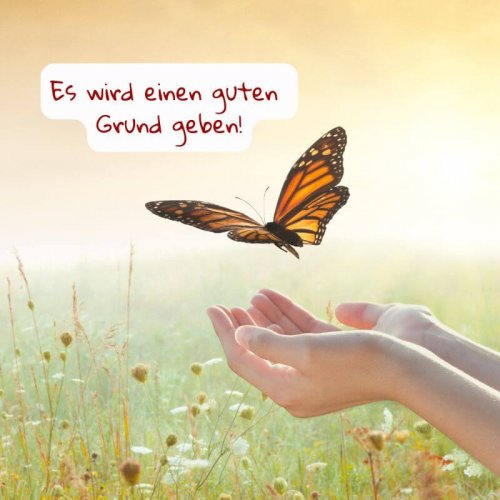 Auf diesem Foto ist ein Schmetterling abgebildet, der aus zwei Händen herausfliegt. Der Hintergrund ist im oberen Bereich gelblich und im unteren Bereich grünlich, eine Wiese.