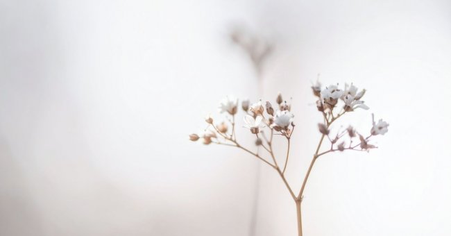Regulation und der Vagusnerv Es ist ein ganz helles Foto, weißer Hintergrund und eine weiße Blume im Vordergrund. Für mich strahlt dieses Bild Ruhe aus.