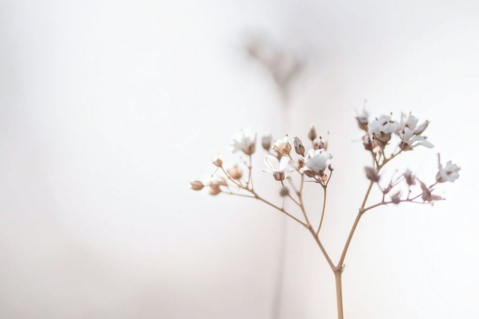 Es ist ein ganz helles Foto, weißer Hintergrund und eine weiße Blume im Vordergrund. Für mich strahlt dieses Bild Ruhe aus.