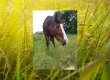 Auf diesem foto ist im Hintergrund eine grüne Wiese abgebildet. Im Vordergrund steht unsere Stute "Luna". Eine braune Stute mit weißer Blesse.
