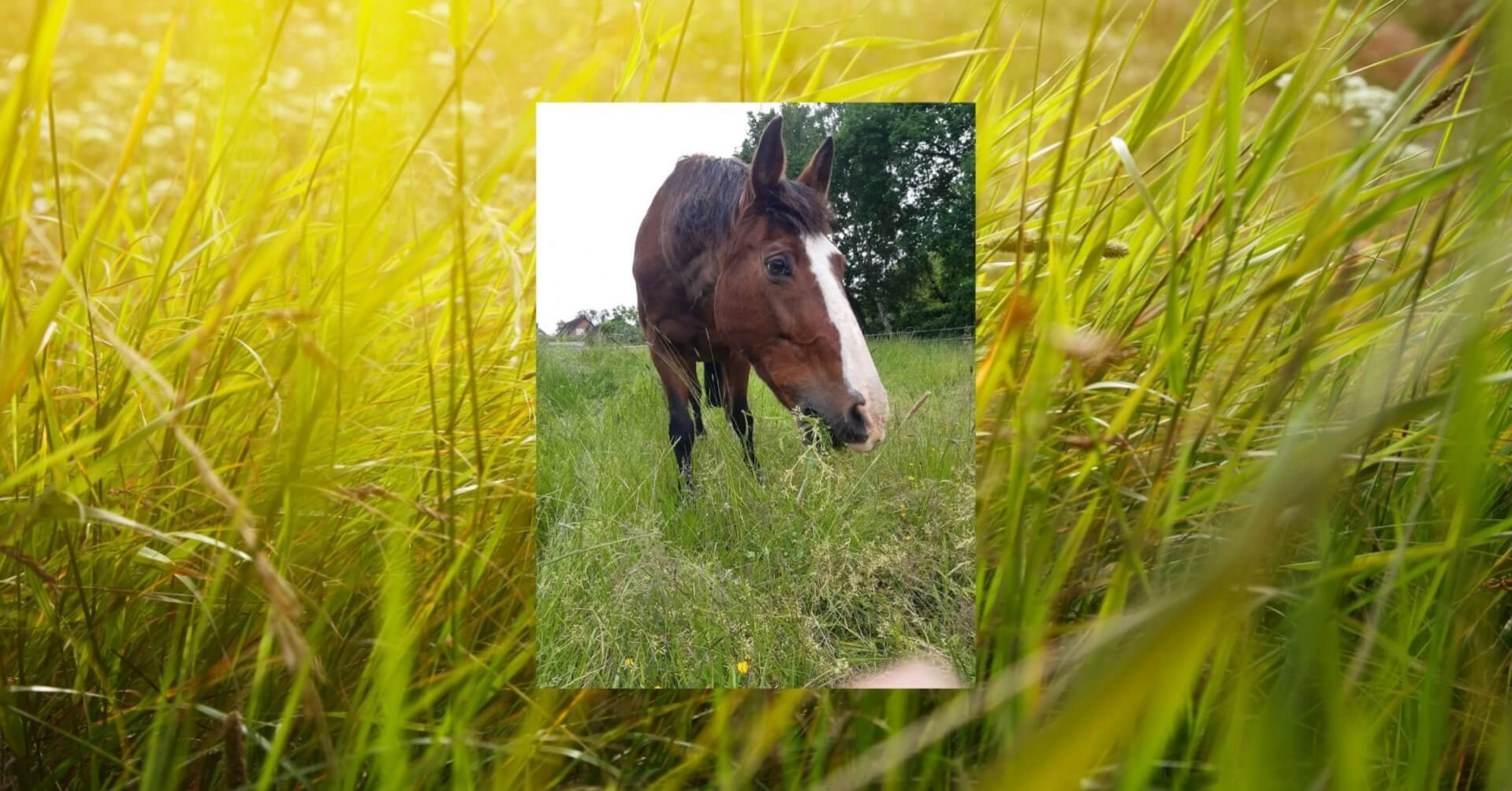 Auf diesem foto ist im Hintergrund eine grüne Wiese abgebildet. Im Vordergrund steht unsere Stute "Luna". Eine braune Stute mit weißer Blesse.