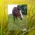 Auf diesem foto ist im Hintergrund eine grüne Wiese abgebildet. Im Vordergrund steht unsere Stute "Luna". Eine braune Stute mit weißer Blesse.