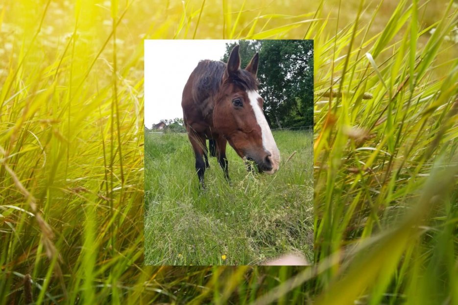 Auf diesem foto ist im Hintergrund eine grüne Wiese abgebildet. Im Vordergrund steht unsere Stute "Luna". Eine braune Stute mit weißer Blesse.