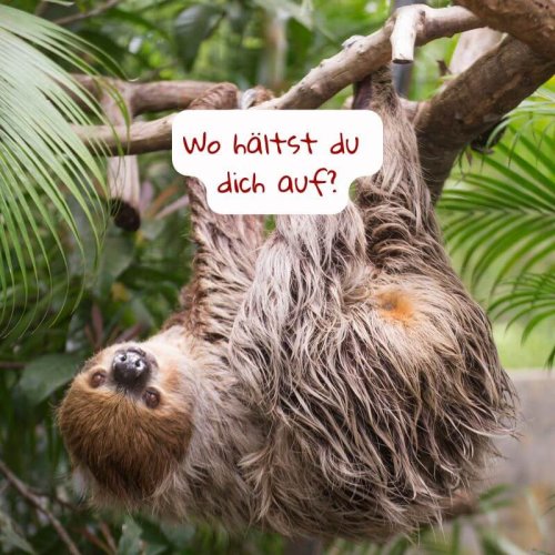 Auf diesem Foto "hängt ein Faultier ab" und fragt dich, wo du dich gerne aufhältst.